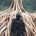 image for Kenyan army burning Ivory