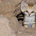 image for just a little Arabian sand cat.