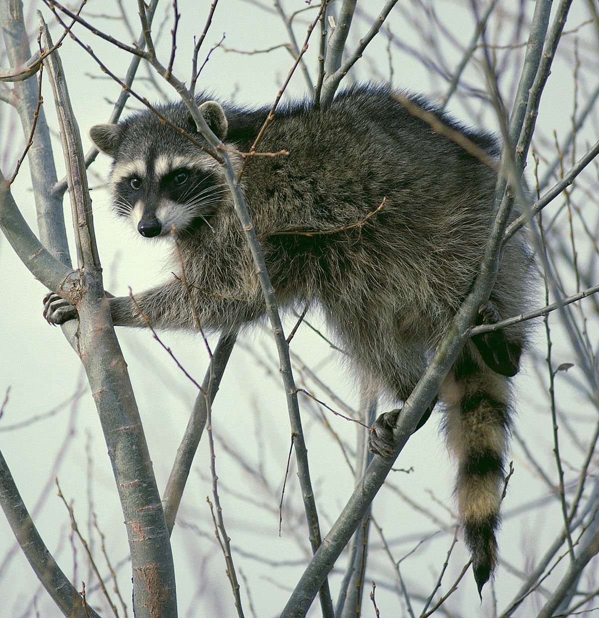 image for TIL Raccoons were able to open 11 of 13 complex locks in fewer than 10 tries and had no problems repeating the action when the locks were rearranged or turned upside down. They can also remember the solutions to tasks for up to 3 years.