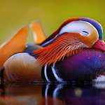 image for Just a Mandarin Duckling Minding his own business.