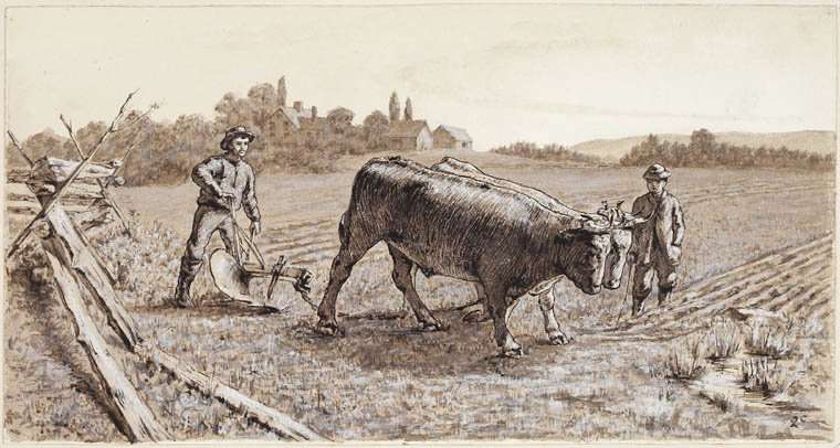image for TIL an ox is just a steer (or bull) that has been trained to pull a plow, not a separate species from cattle (cows).