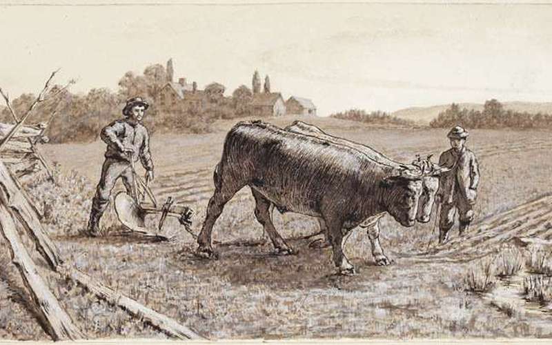image for TIL an ox is just a steer (or bull) that has been trained to pull a plow, not a separate species from cattle (cows).