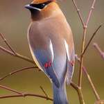 image for Cedar Waxwing doesn't have a feather out of place 🔥