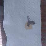 image for A wasp flew into the toilet roll manufacturing machine.