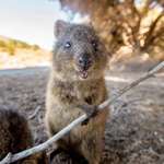 image for PsBattle: Happy quokka with a stick
