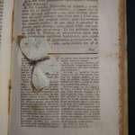 image for I found this butterfly between the sheets of a 231 years old book