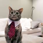 image for Business Cat will see you now.