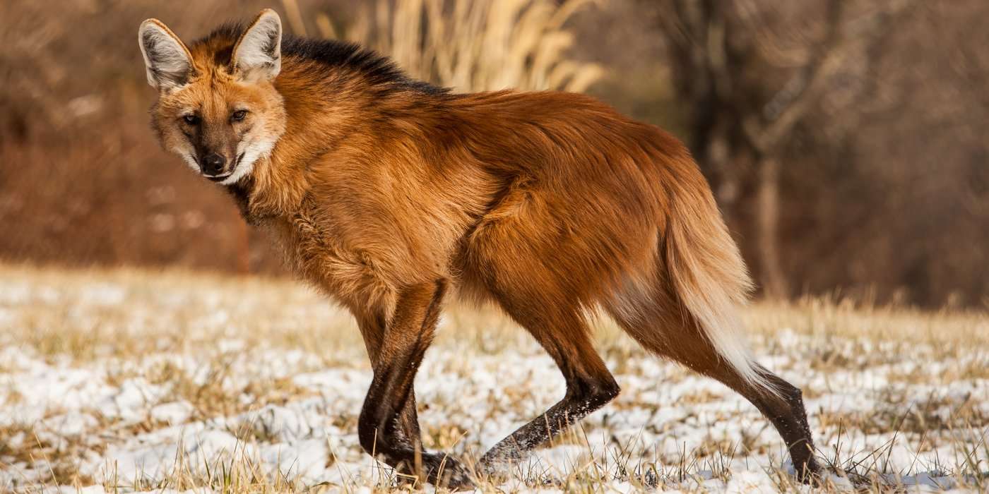 image for TIL The maned wolf is the largest canid of South America. It looks more like a long-legged fox than a wolf. Genetic studies show that it is neither fox nor true wolf, but a distinct species. It is the only member of its genus, Chrysocyon.