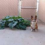 image for My friend's corgi ate pumpkin seeds, pooped them out, and they started growing. Here she is sitting next to her work.