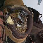 image for Bird nesting in a boot