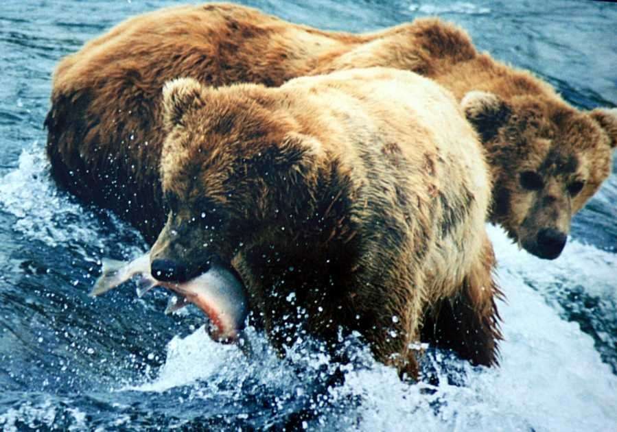 image for Trump lifts ban on hunting hibernating bears