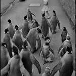 image for Little girl walking with penguins. Zoo director walks penguins through the city every week in order to attract people to the zoo, Edinburgh, Scotland, 1950