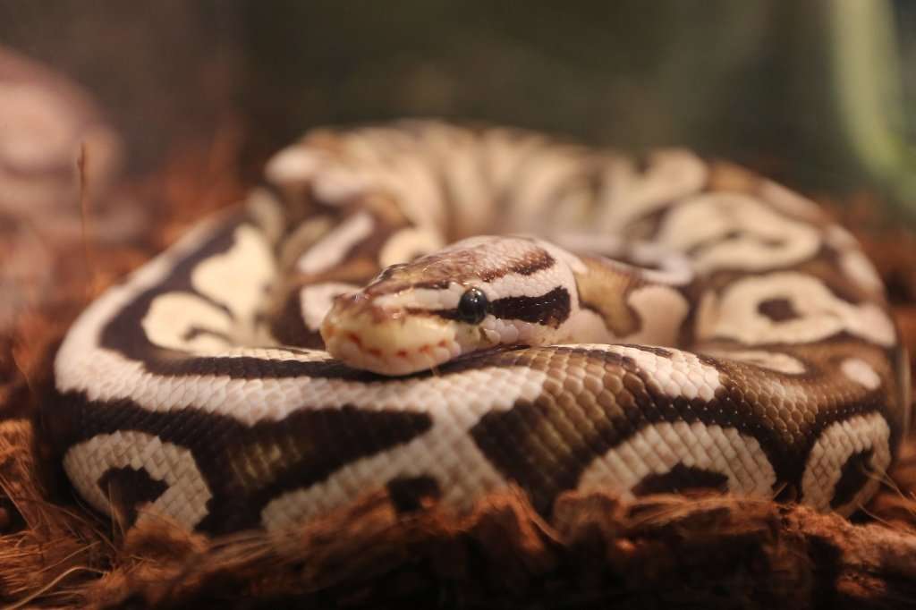 image for South Dakota man gets $190 fine for snake without leash