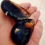 image for Mini crab found inside of mussel shell