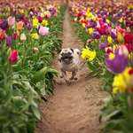 image for As happy as a pug in a field of tulips