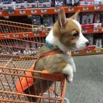 image for Home Depot's cutest employee