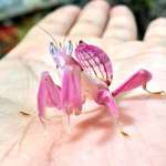 image for A rare adult orchid mantis from Malaysia. Beautiful specimens such as this are rare because their fabulous coloration attracts birds and they usually don't survive to adulthood.