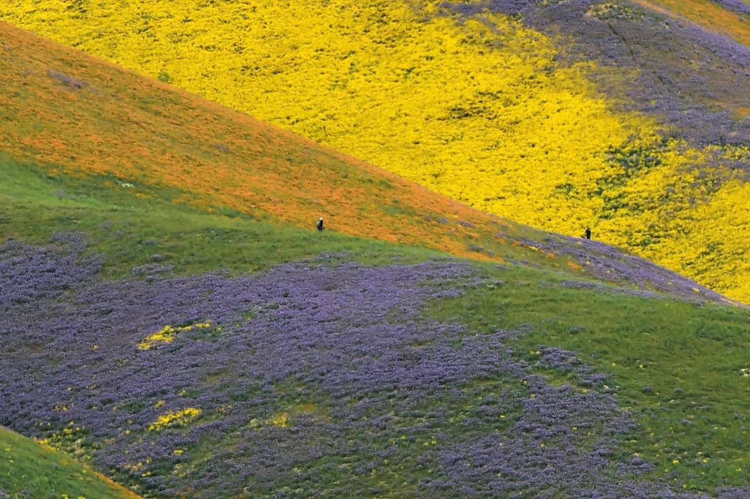 image for California’s wildflower super bloom is so prolific you can see it from space