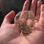 image for Desiccated tomatillo husk containing seeds.