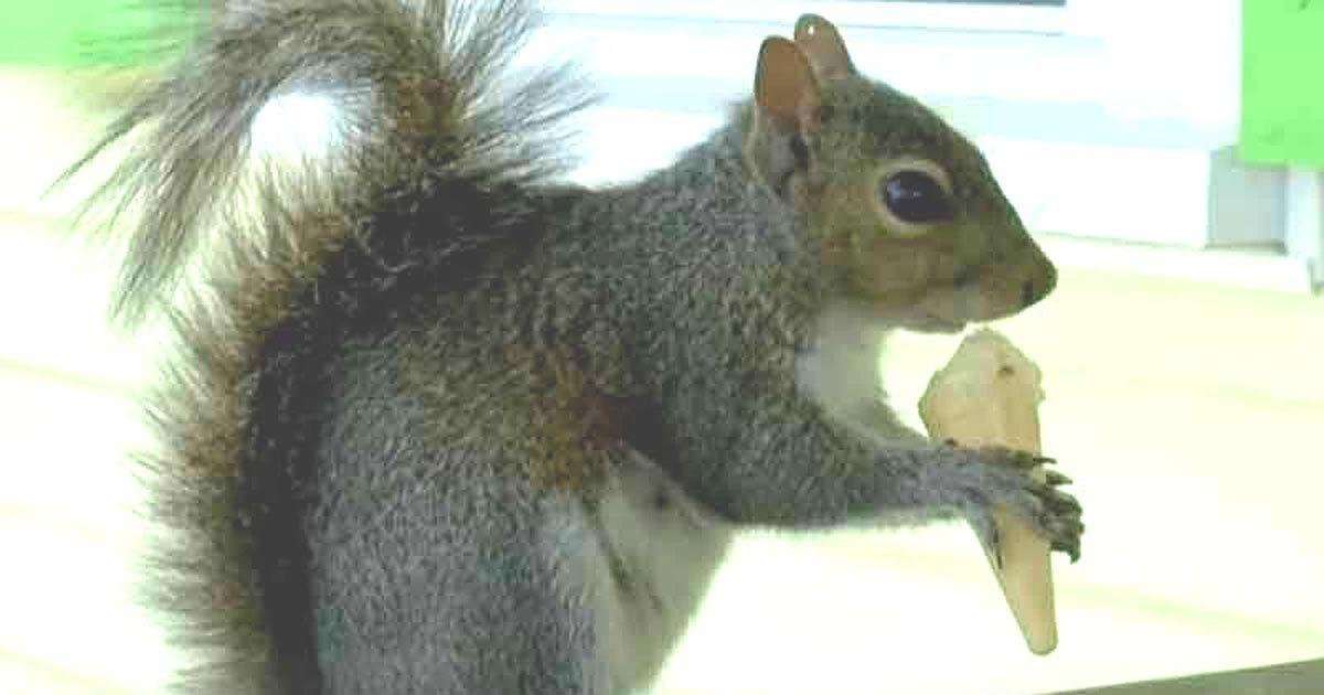 image for Squirrel eats mini ice cream cones every day at ice cream shop