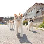 image for PsBattle: Cats walking in Japanese neighbourhood.