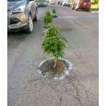 image for Pothole Problems
