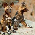 image for African wild dogs live in packs that are usually dominated by a monogamous breeding pair. The female has a litter of 2 to 20 pups, which are cared for by the entire pack. These dogs are very social, and packs have been known to share food and to assist weak or ill members.