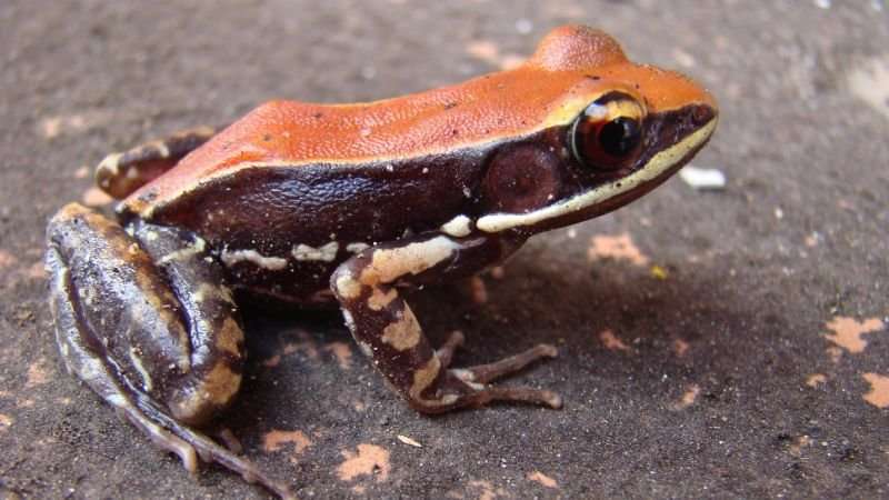 image for Frog Slime Could Prevent the Next Pandemic