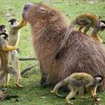 image for PsBattle: Capybara with some squirrel monkeys