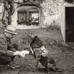 image for An allied soldier bandages the paw of a Red Cross working dog in Flanders, Belgium, during the first world war May 1917