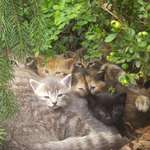 image for I found a furry little family cuddling in my yard (Dad's there too)