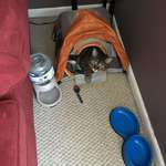 image for Here's a photo of my chubby cat in one of those tiny tent displays!