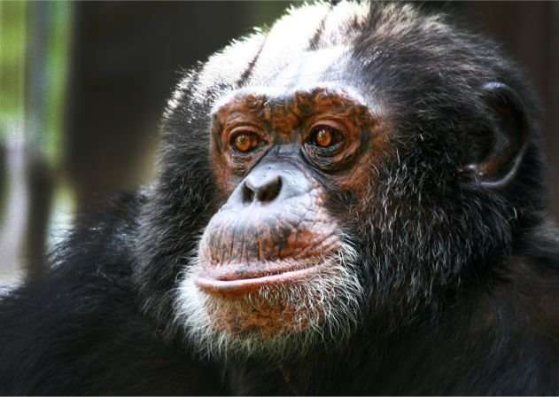 image for Center For Great Apes :: Bubbles
