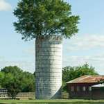image for 20+ year old tree growing out the top of a silo