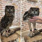 image for Had no idea owls have such long legs