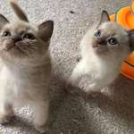 image for Meet Gizmo and Gadget - they will be coming to live with us soon... yay!