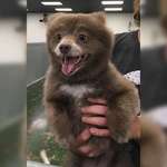 image for This bear was accidentally brought to the dog shelter and had a great time