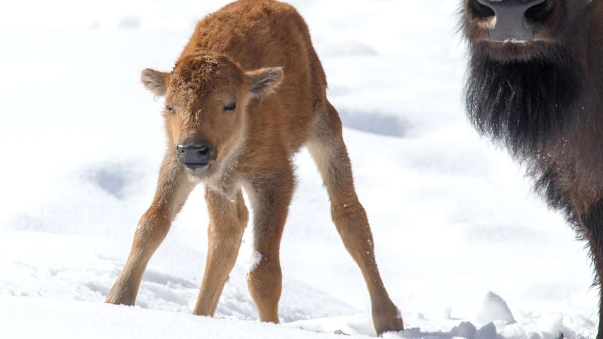 image for Wild bison calves born in Banff National Park 'a huge step' to reintroduction
