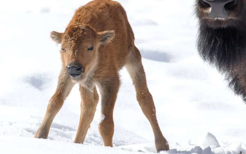 image for Wild bison calves born in Banff National Park 'a huge step' to reintroduction