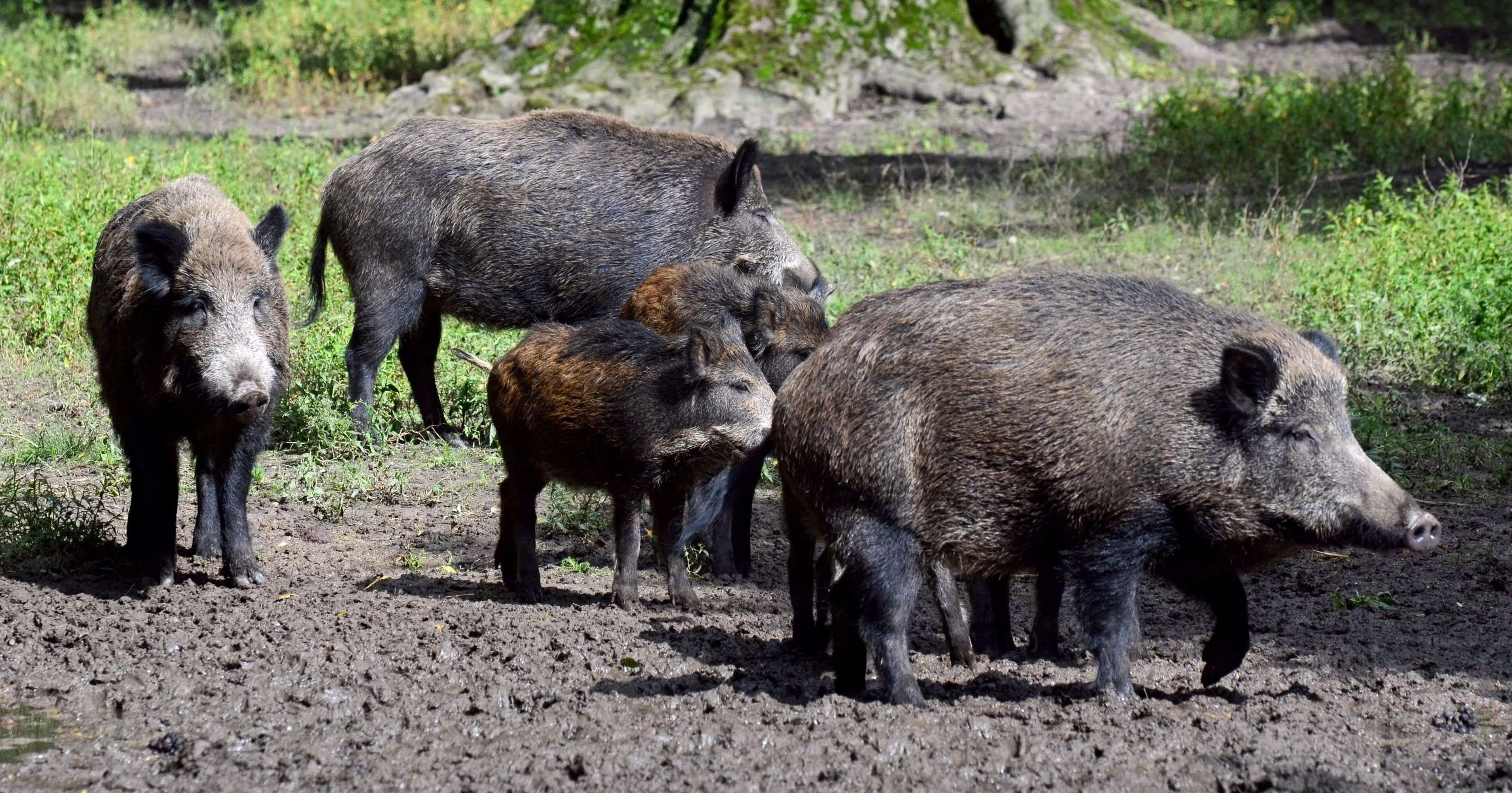 image for Wild boars overrun Islamic State position, kill 3 militants