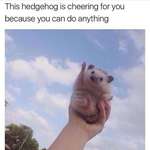 image for [image] this hedgehog is cheering for you , because you can do it!
