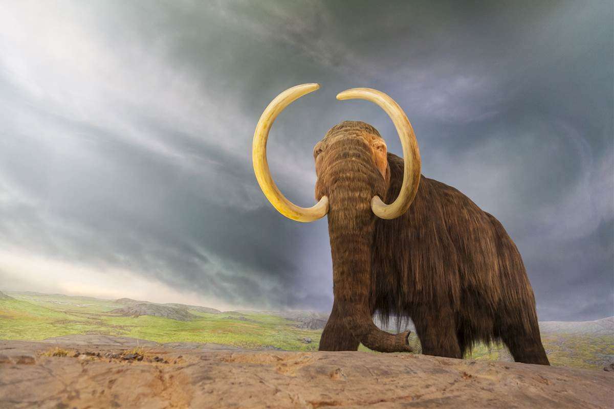 image for Mastodon Bone Findings Could Upend Our Understanding of Human History