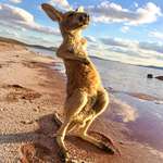 image for PsBattle: This Kangaroo feeling the outback Aussie sunshine.
