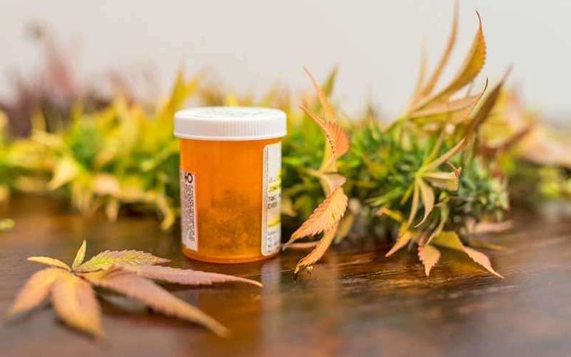 image for Medical cannabis patients use less opioids, antidepressants, and alcohol, study finds
