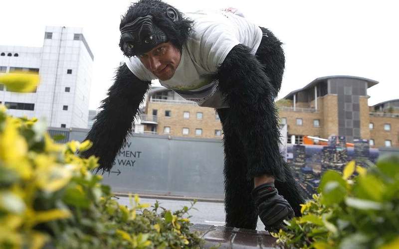 image for After 5 Days, Man in Gorilla Suit Almost Done Crawling the London Marathon