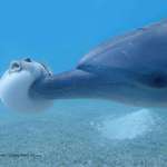 image for PSBattle: Dolphin booping a puffer fish