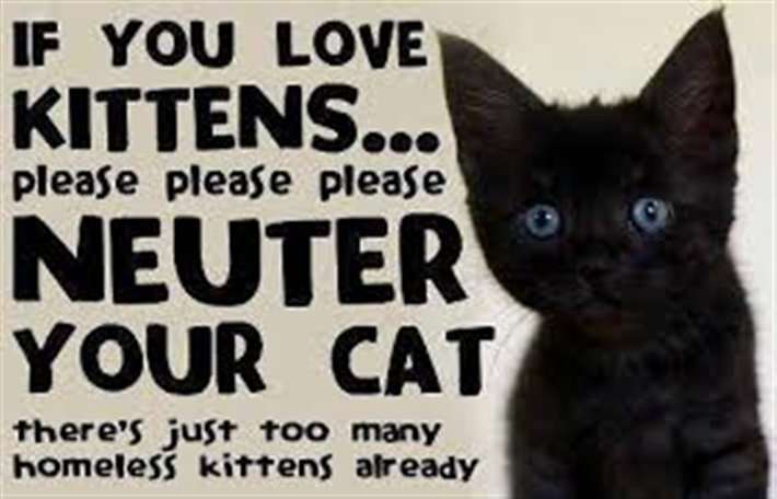 image for Spaying/Neutering is Up, Animal Populations in Shelters are Down Across the U.S.