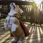 image for PsBattle: This super hero dog