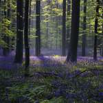 image for Bluebell Forest, Halle Belgium [OC] [6000x4000]