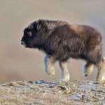 image for Baby Bison!